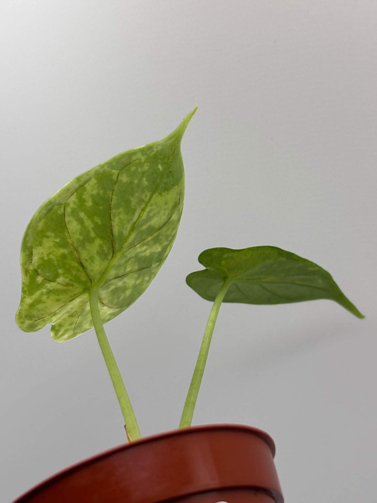 Alocasia Dragon Scale Mint Variegated #9 exact plant photo 5