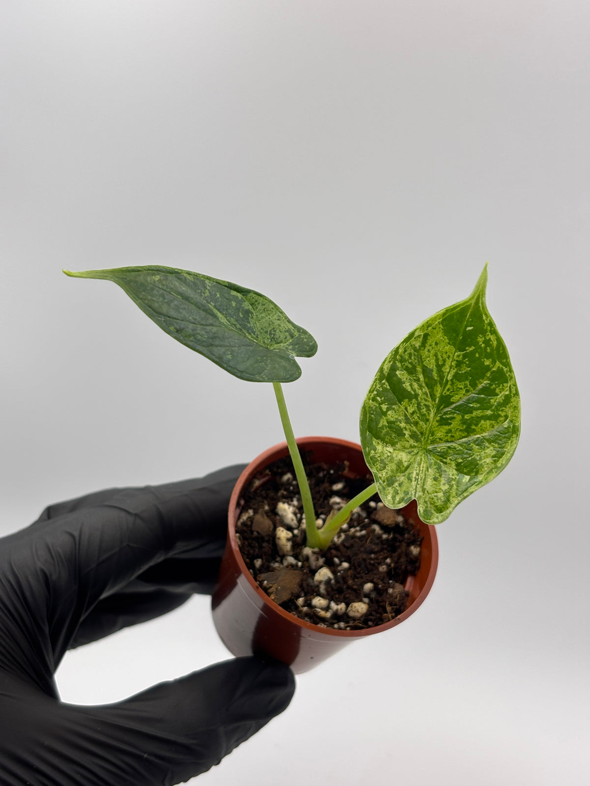 Alocasia Dragon Scale Mint Variegated #9 exact plant photo 6