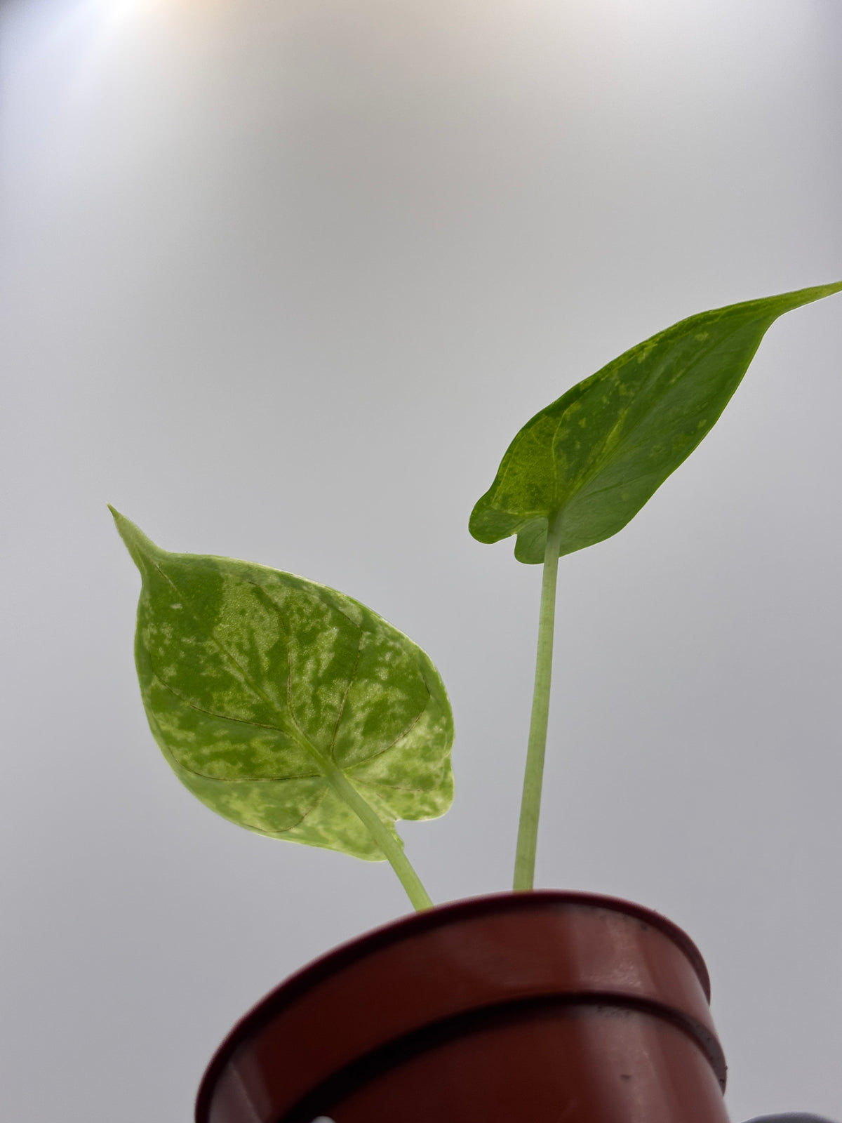 Alocasia Dragon Scale Mint Variegated #9 exact plant photo 7