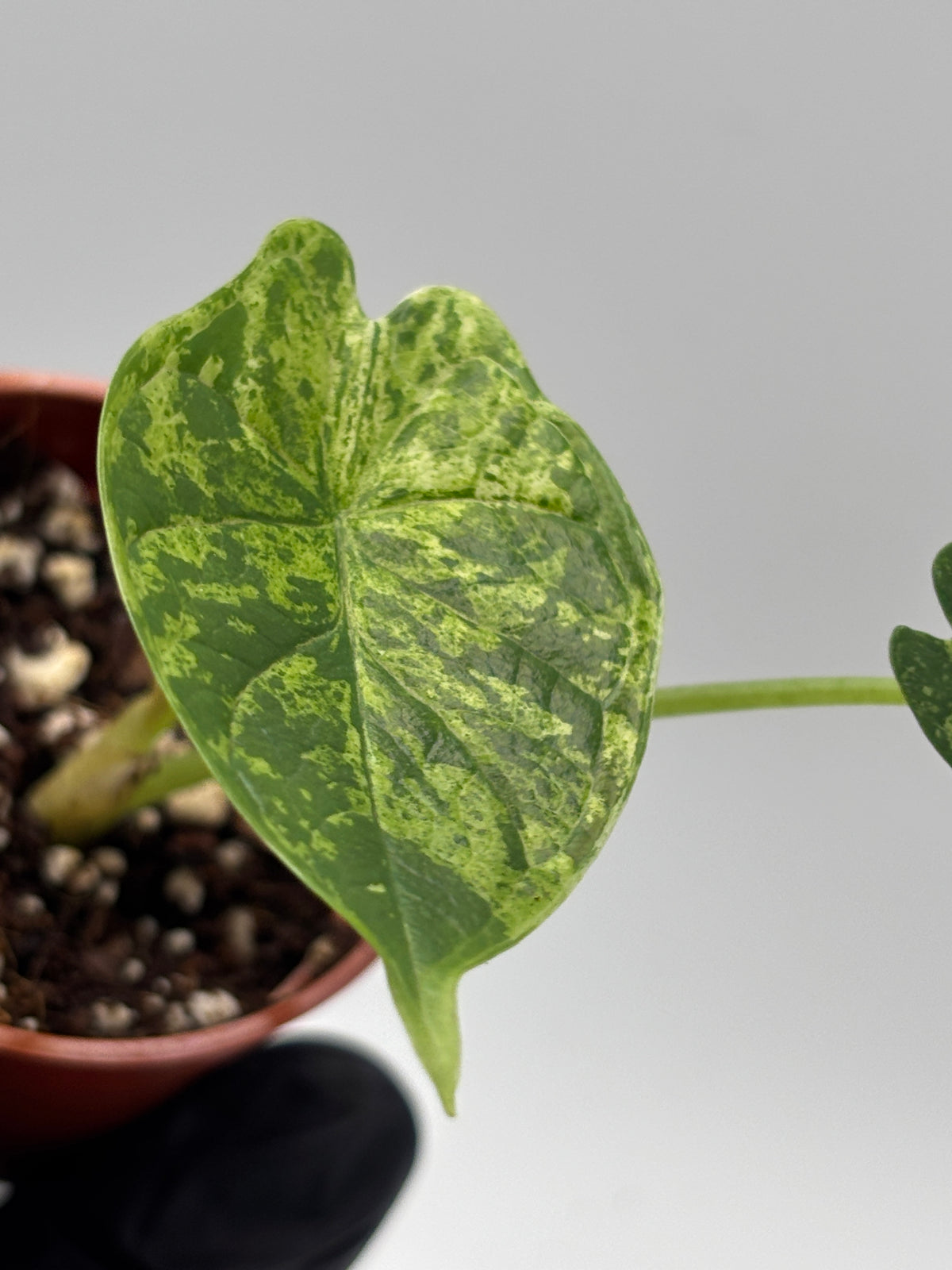 Alocasia Dragon Scale Mint Variegated #9 exact plant photo 9