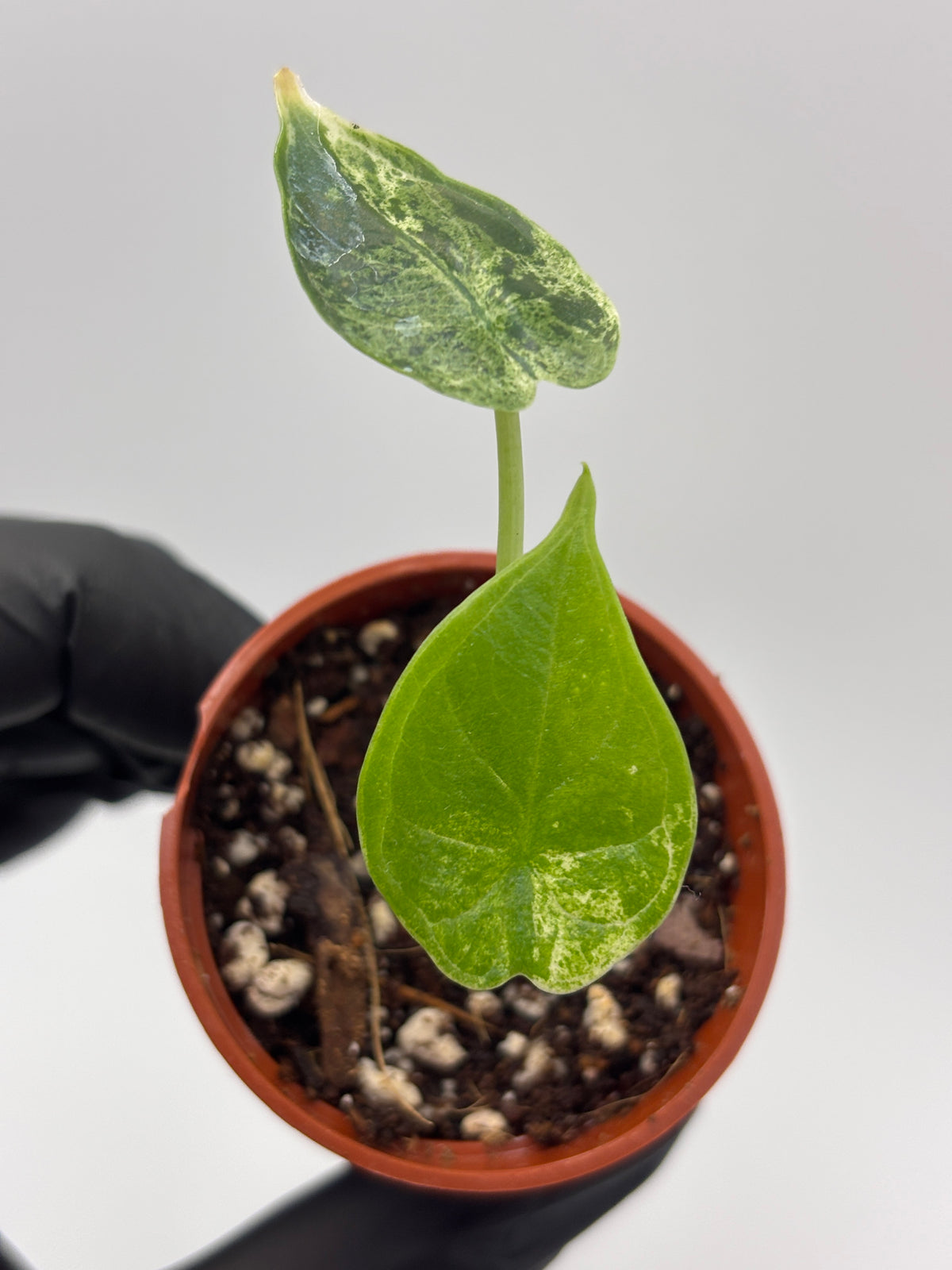 Alocasia Dragon Scale Mint Variegated #10 exact plant photo 2