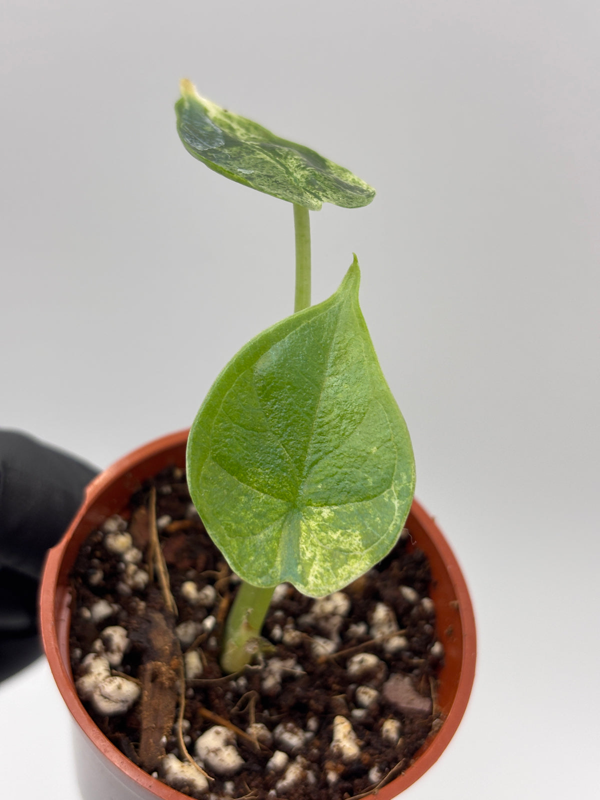 Alocasia Dragon Scale Mint Variegated #10 exact plant photo 6