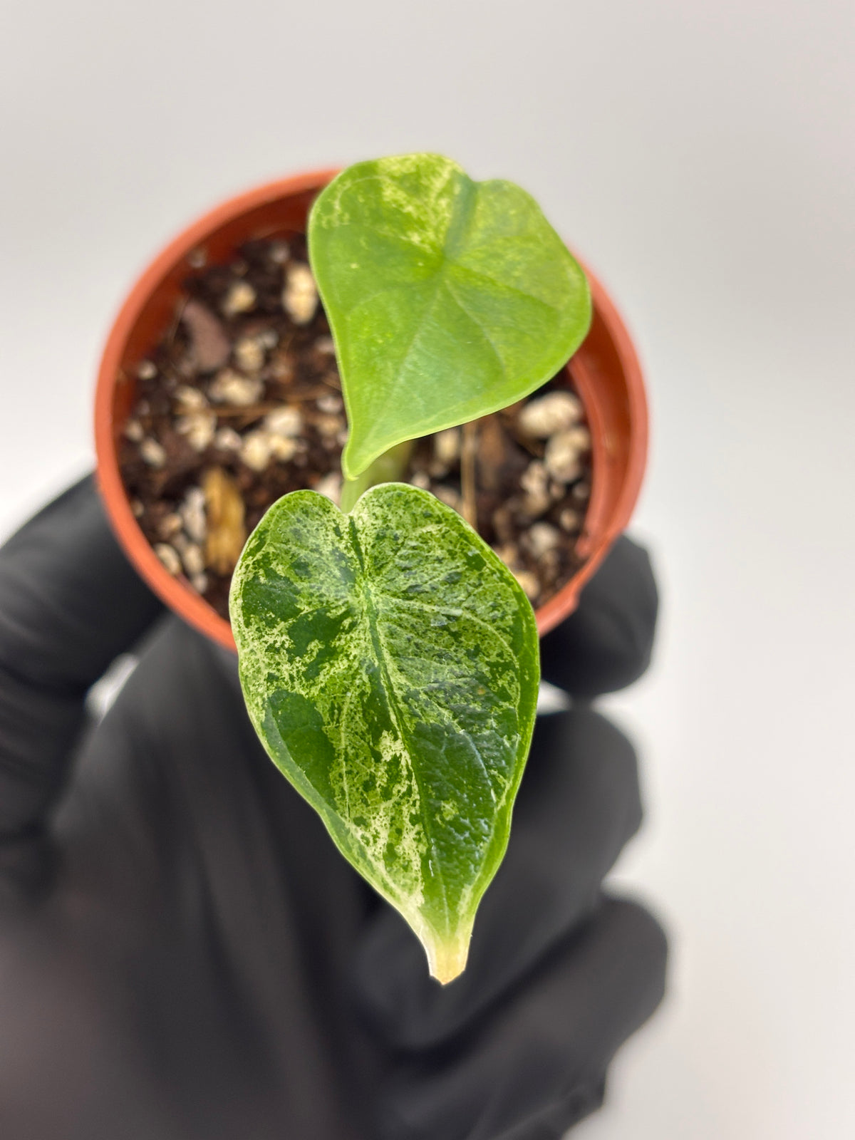 Alocasia Dragon Scale Mint Variegated #10 exact plant photo 1