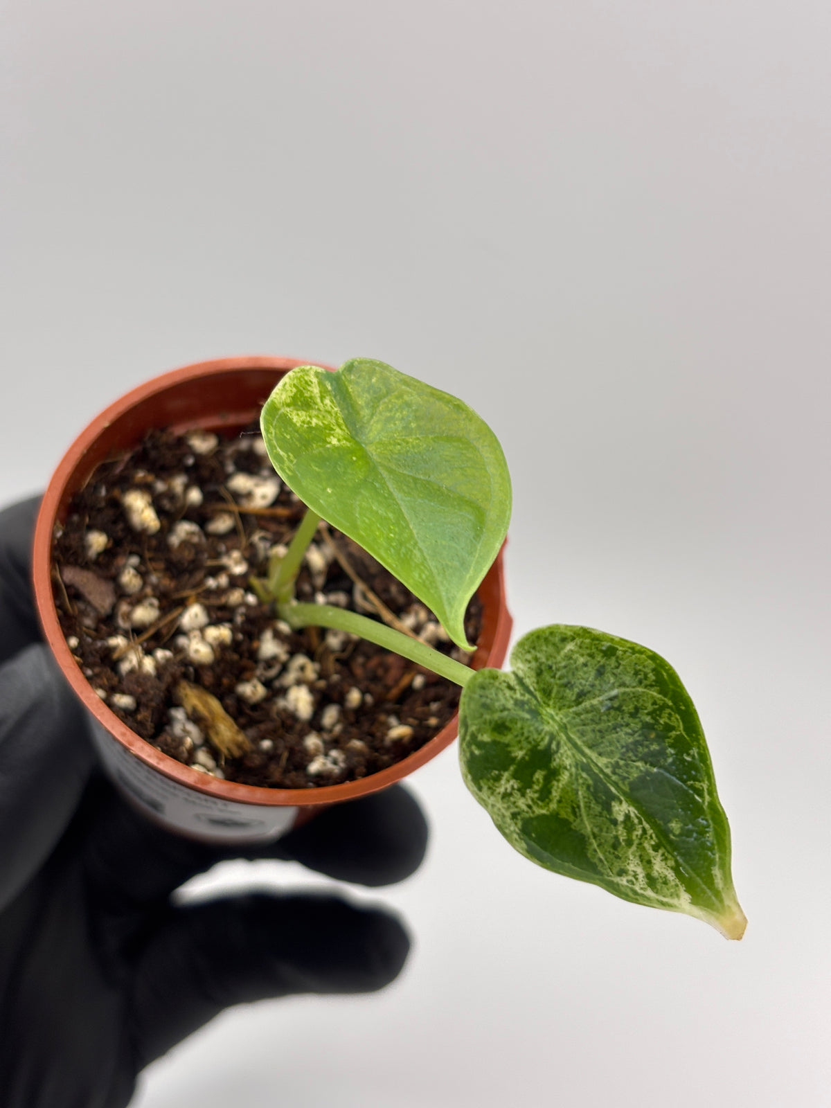 Alocasia Dragon Scale Mint Variegated #10 exact plant photo 4
