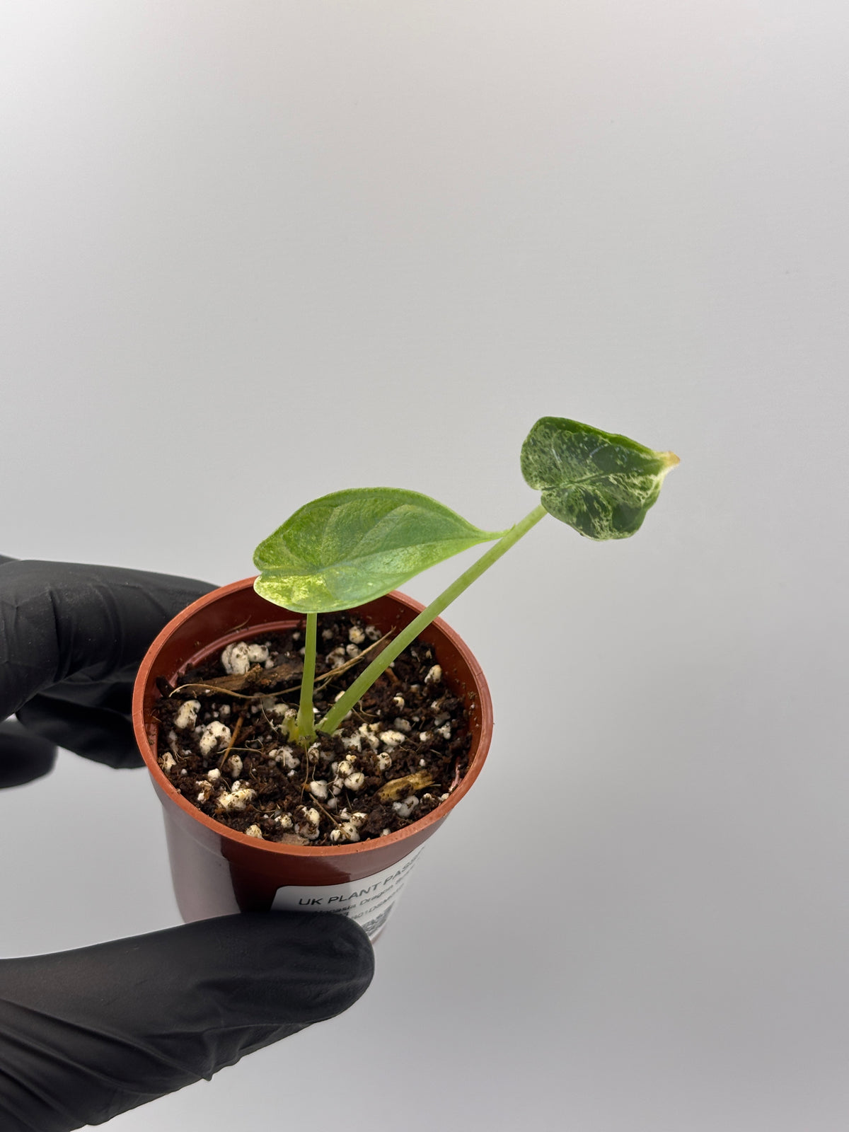 Alocasia Dragon Scale Mint Variegated #10 exact plant photo 8