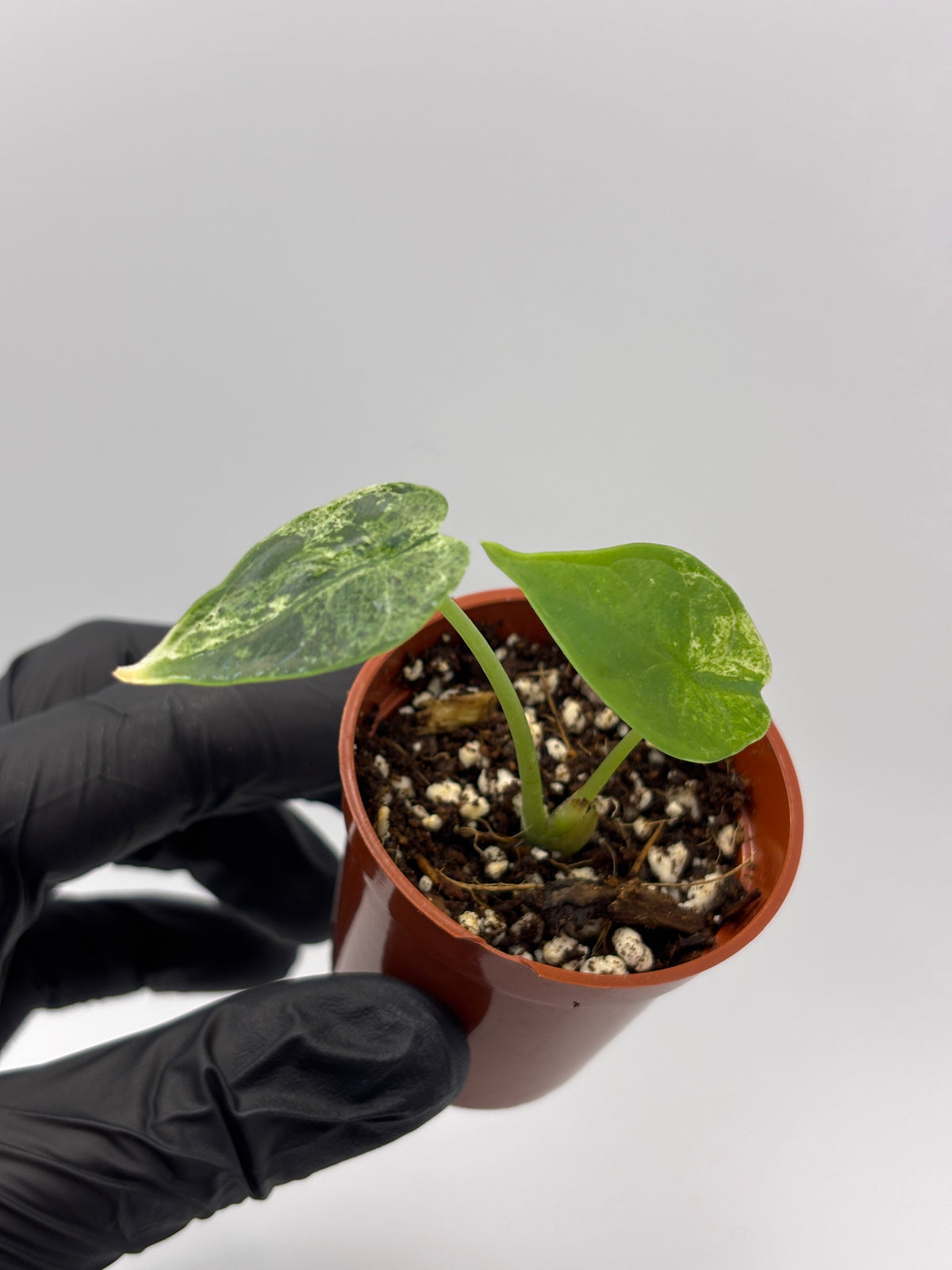 Alocasia Dragon Scale Mint Variegated #10 exact plant photo 9