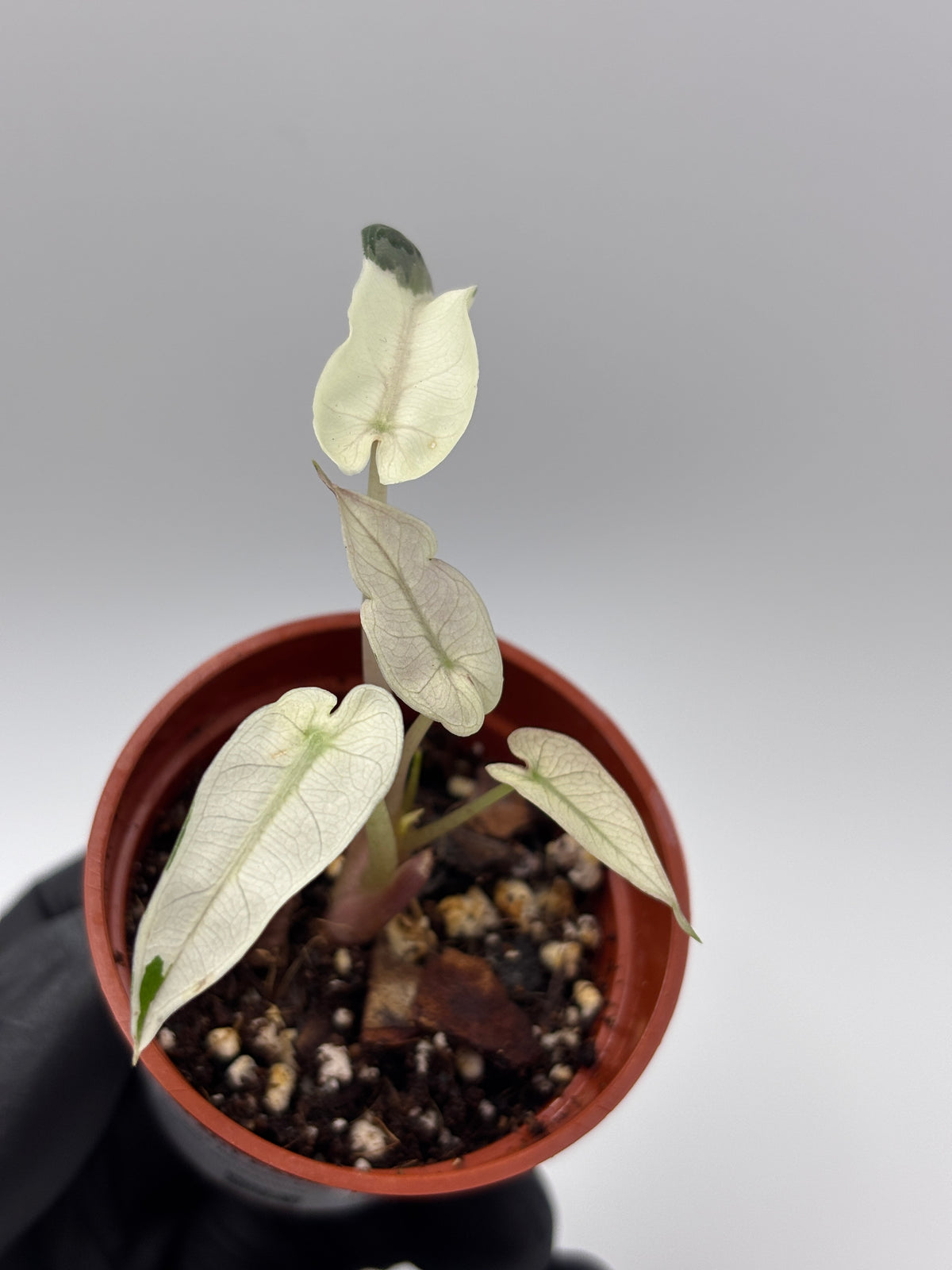 Alocasia Bambino Pink Variegated #8 exact plant photo 2