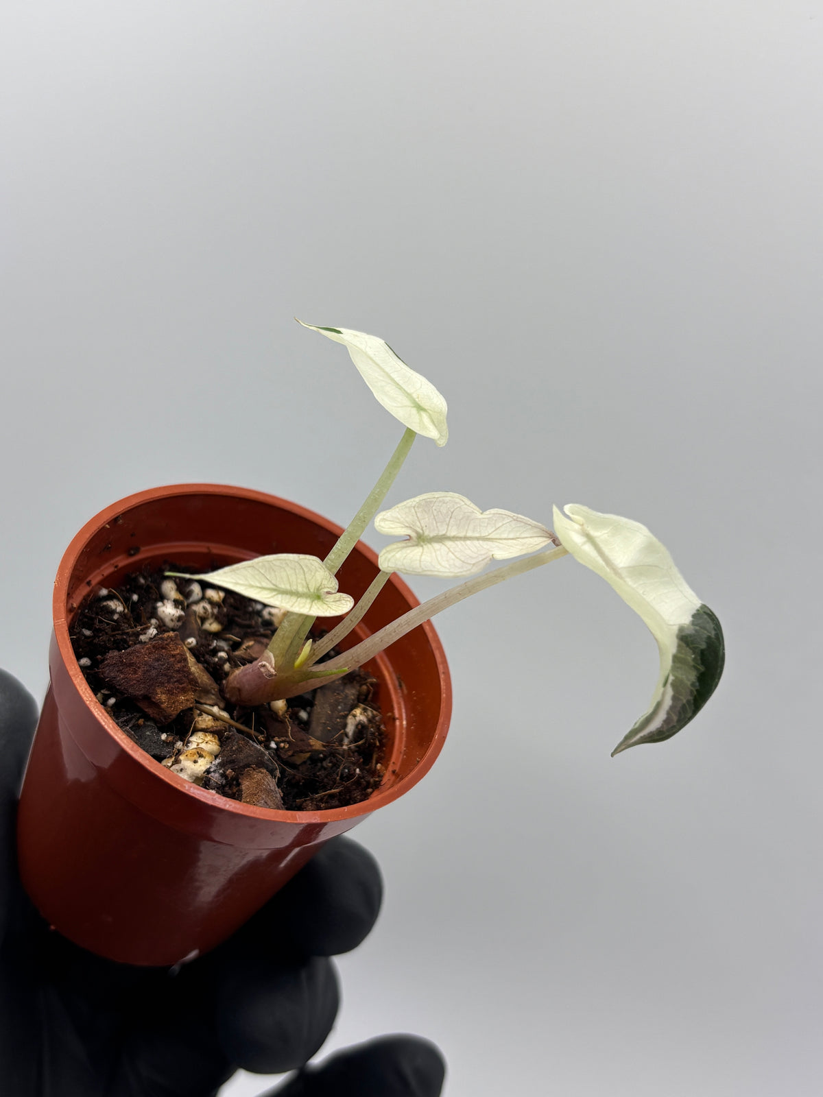 Alocasia Bambino Pink Variegated #8 exact plant photo 5
