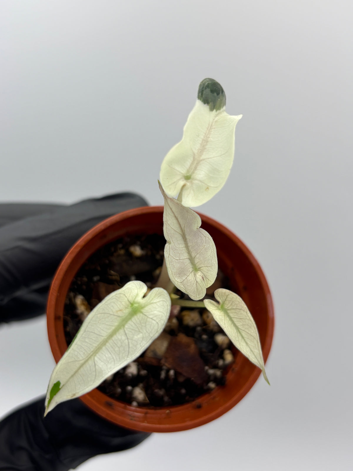 Alocasia Bambino Pink Variegated #8 exact plant photo 7
