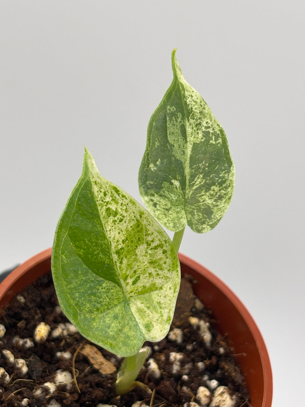 Alocasia Dragon Scale Mint Variegated #11 exact plant photo 5