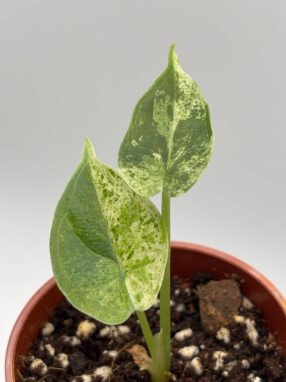 Alocasia Dragon Scale Mint Variegated #11 exact plant photo 1