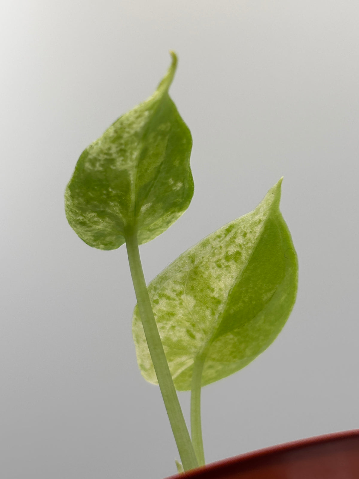 Alocasia Dragon Scale Mint Variegated #11 exact plant photo 6