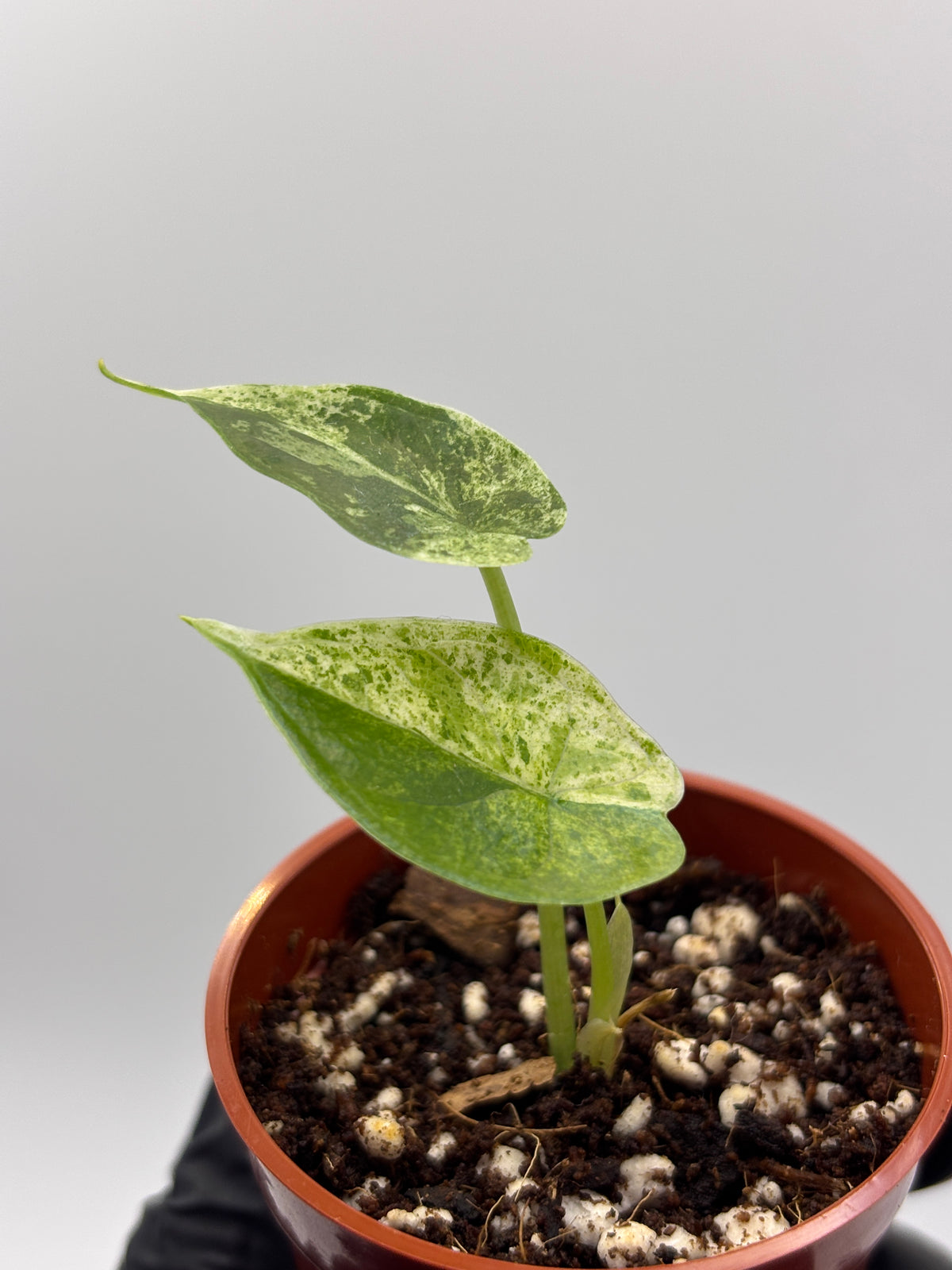 Alocasia Dragon Scale Mint Variegated #11 exact plant photo 7