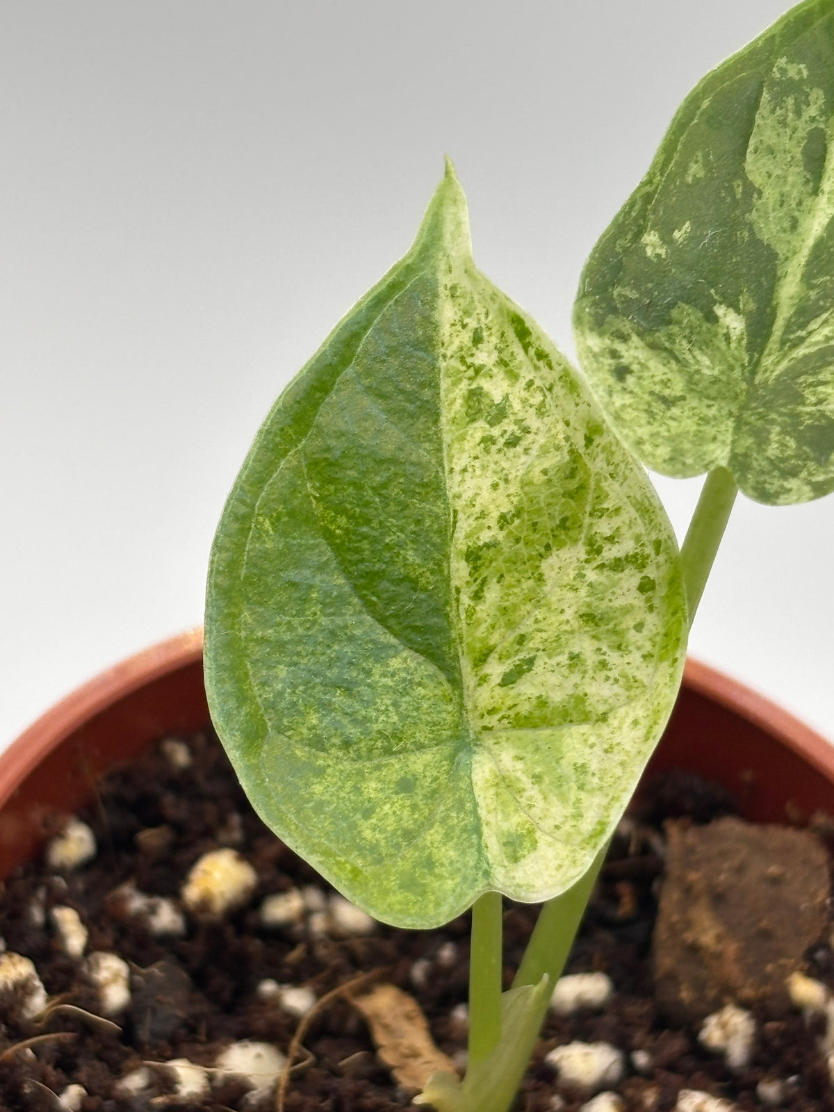 Alocasia Dragon Scale Mint Variegated #11 exact plant photo 3