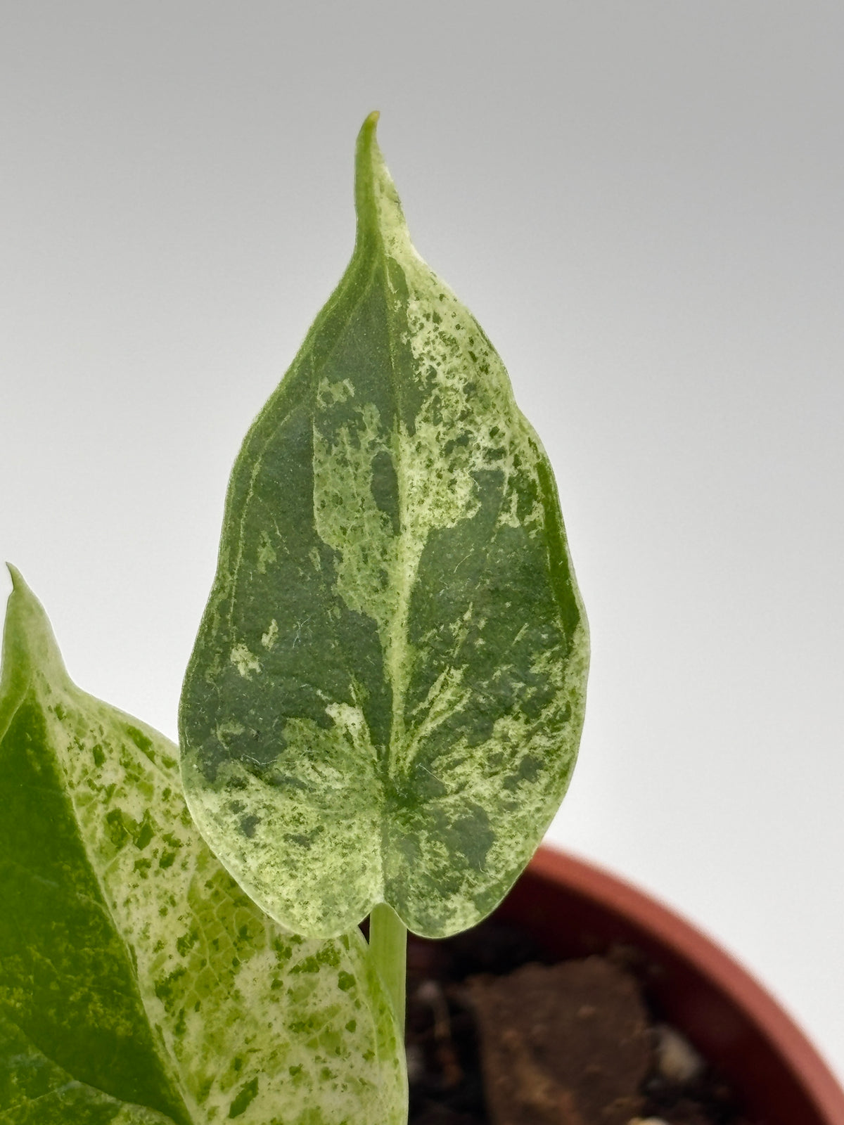Alocasia Dragon Scale Mint Variegated #11 exact plant photo 4