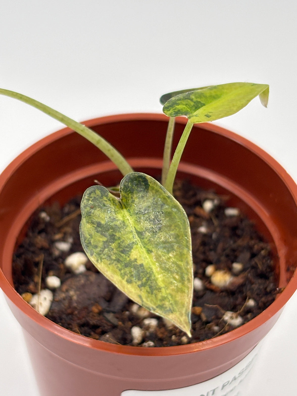 Alocasia Bambino Aurea Variegated #3 exact plant photo 4