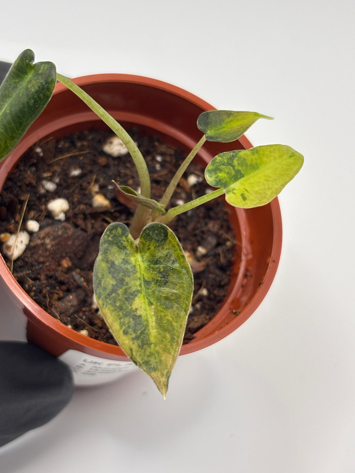 Alocasia Bambino Aurea Variegated #3 exact plant photo 5