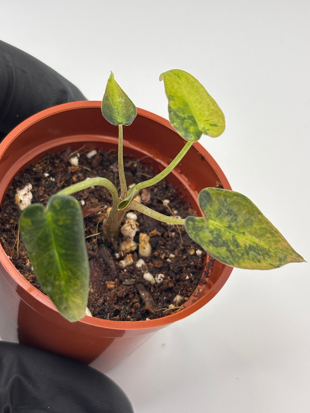 Alocasia Bambino Aurea Variegated #3 exact plant photo 6