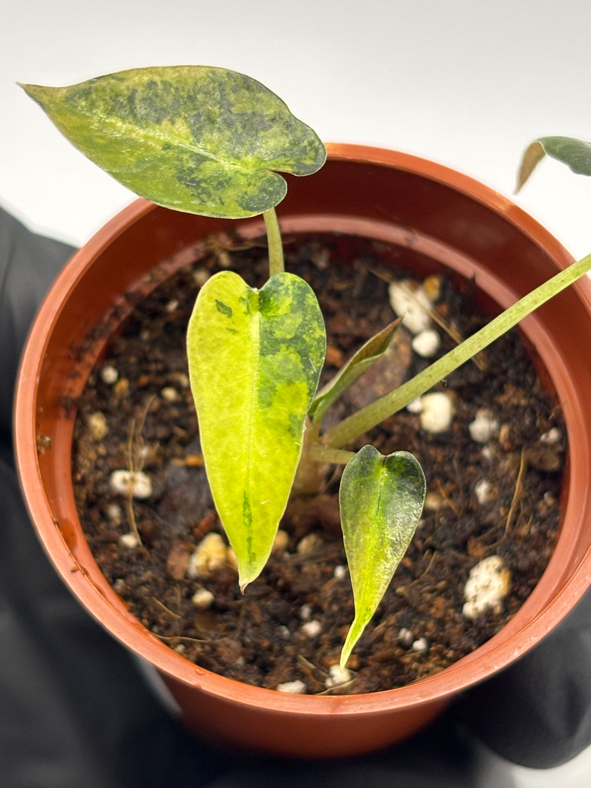 Alocasia Bambino Aurea Variegated #3 exact plant photo 7