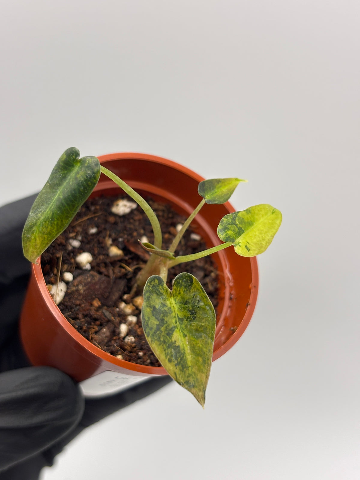 Alocasia Bambino Aurea Variegated #3 exact plant photo 8