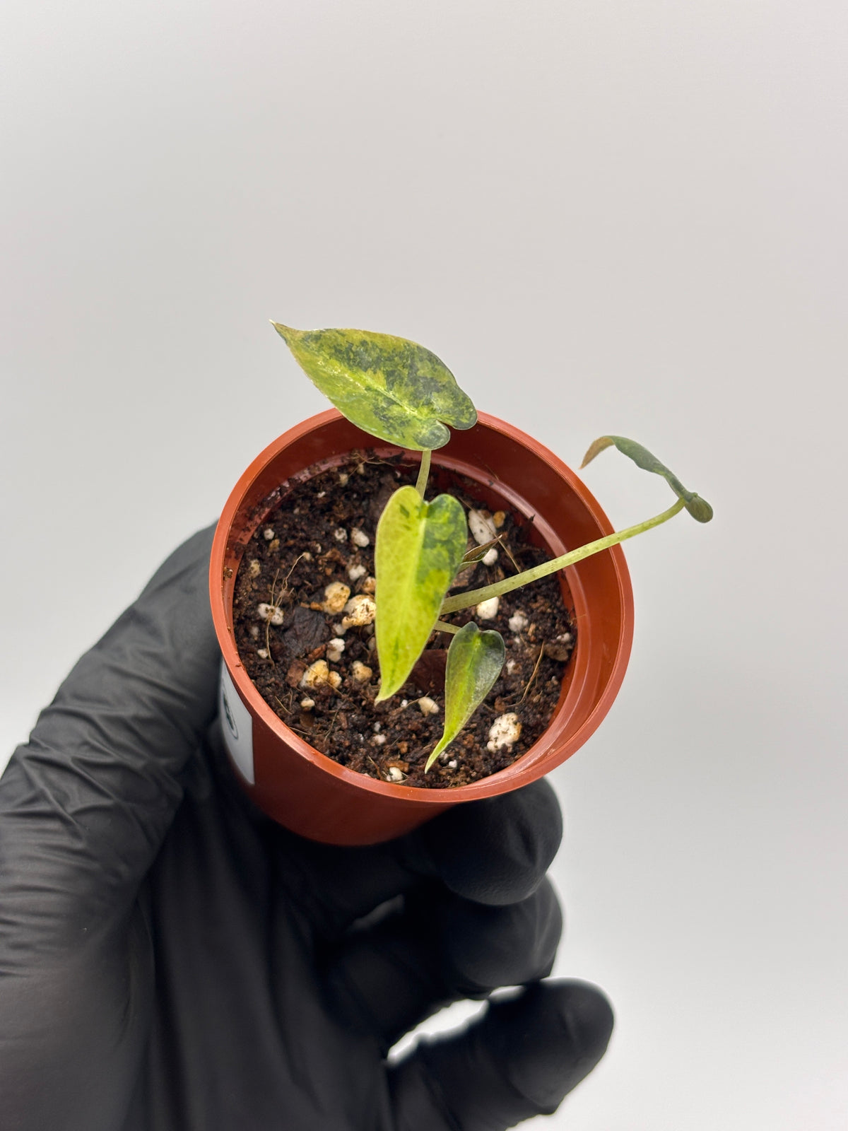 Alocasia Bambino Aurea Variegated #3 exact plant photo 9