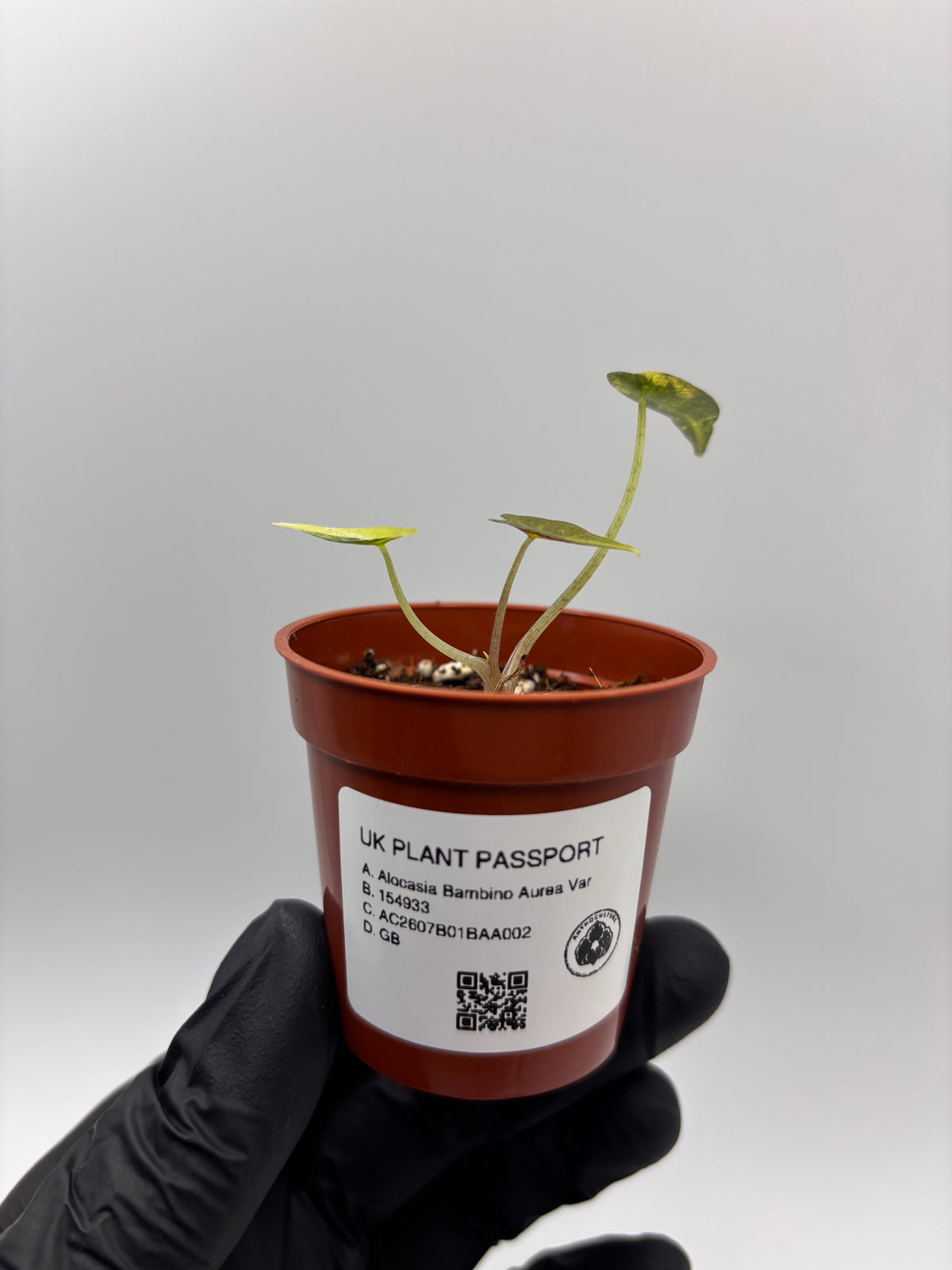 Alocasia Bambino Aurea Variegated #2 exact plant photo 11