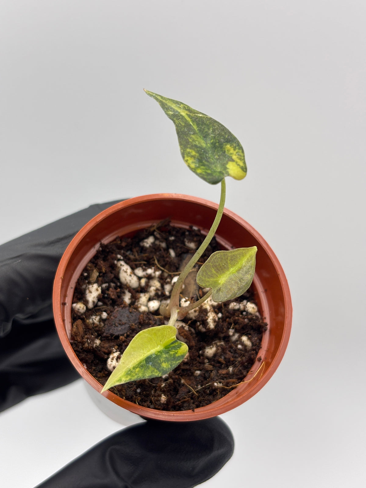 Alocasia Bambino Aurea Variegated #2 exact plant photo 3