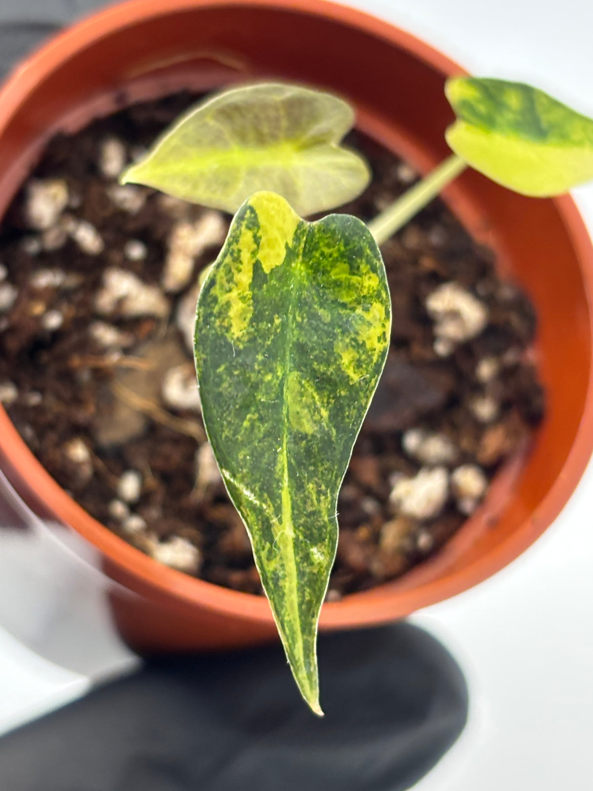 Alocasia Bambino Aurea Variegated #2 exact plant photo 5