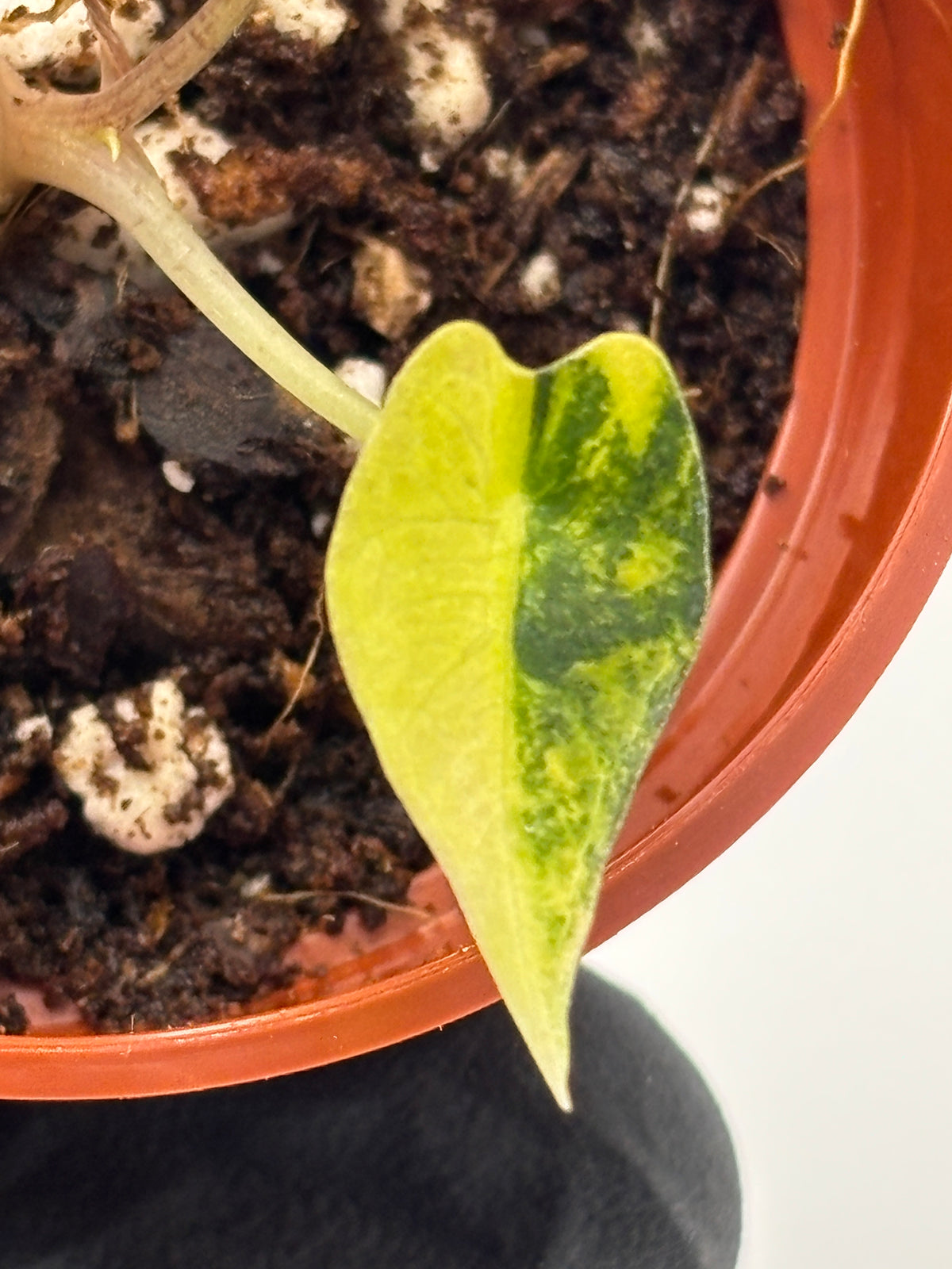 Alocasia Bambino Aurea Variegated #2 exact plant photo 7