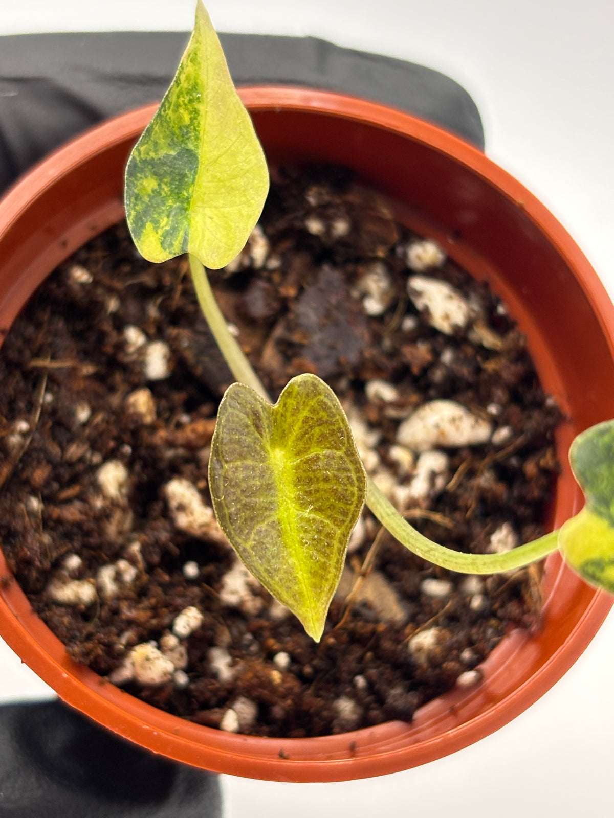 Alocasia Bambino Aurea Variegated #2 exact plant photo 9