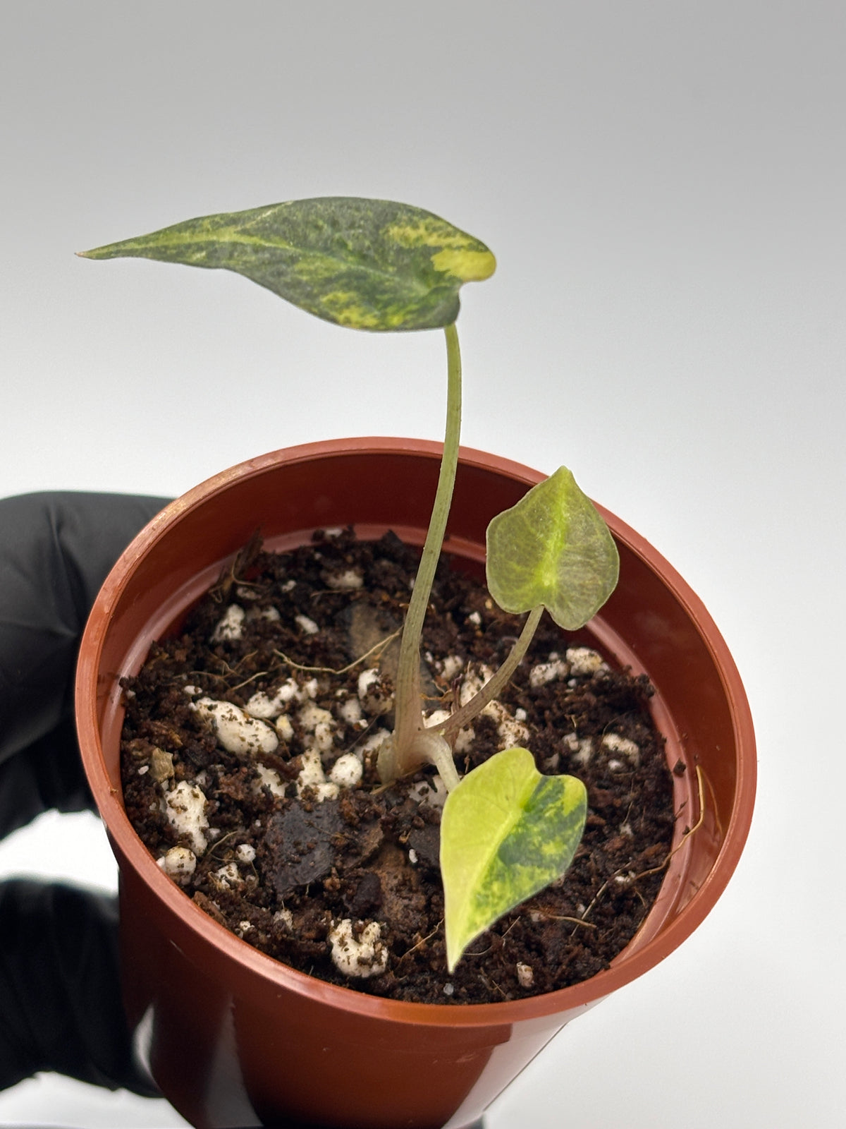 Alocasia Bambino Aurea Variegated #2 exact plant photo 1