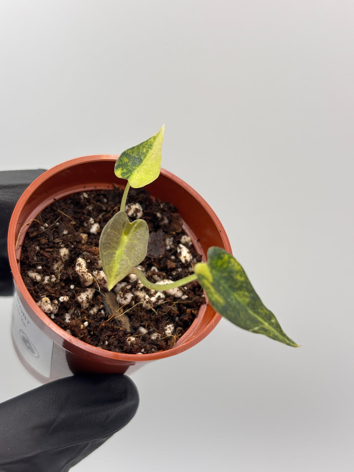 Alocasia Bambino Aurea Variegated #2 exact plant photo 4