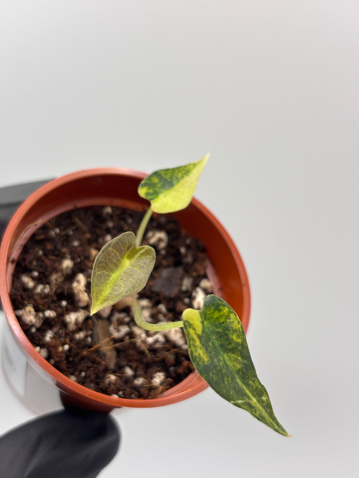 Alocasia Bambino Aurea Variegated #2 exact plant photo 12