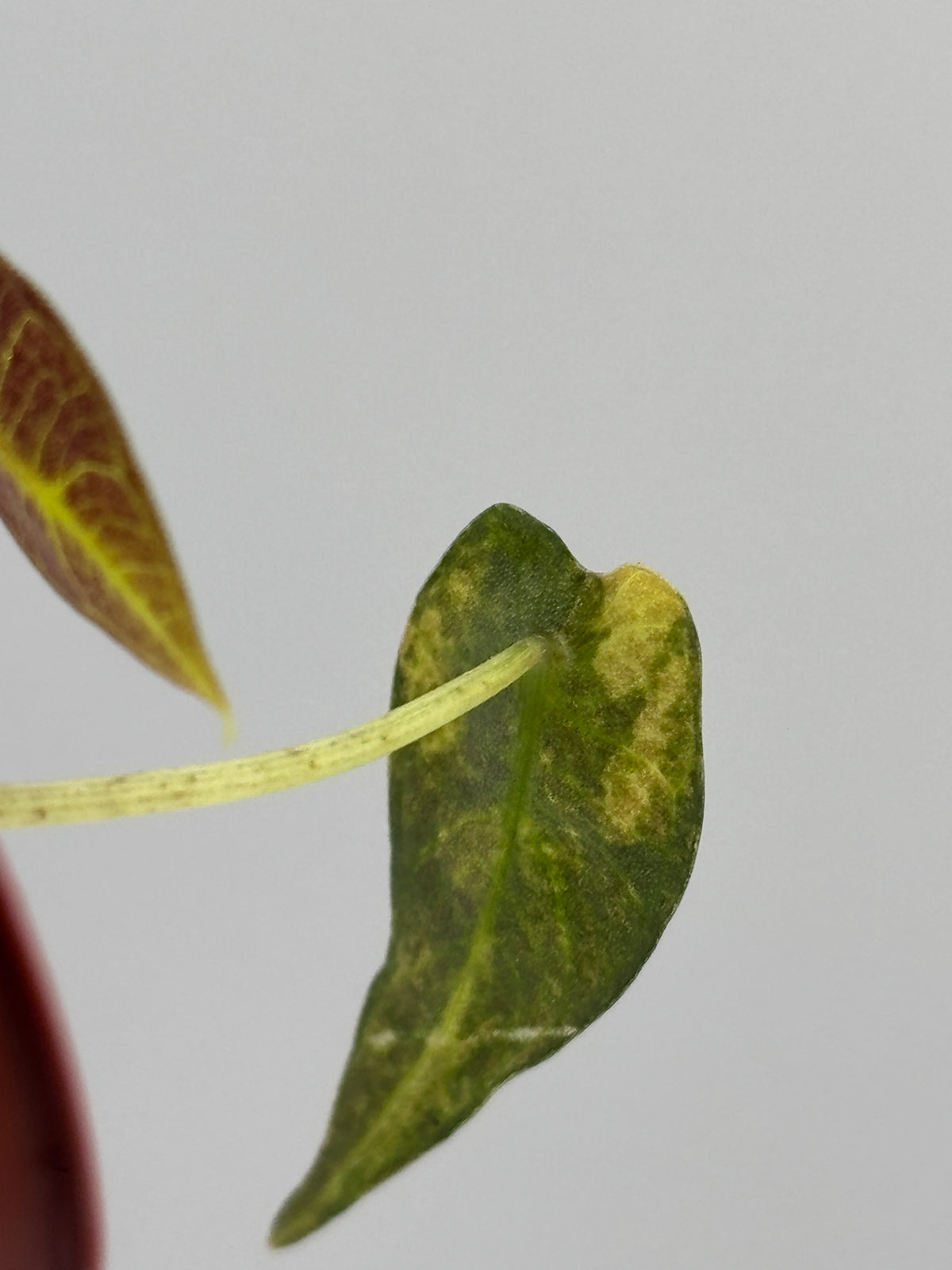 Alocasia Bambino Aurea Variegated #2 exact plant photo 13