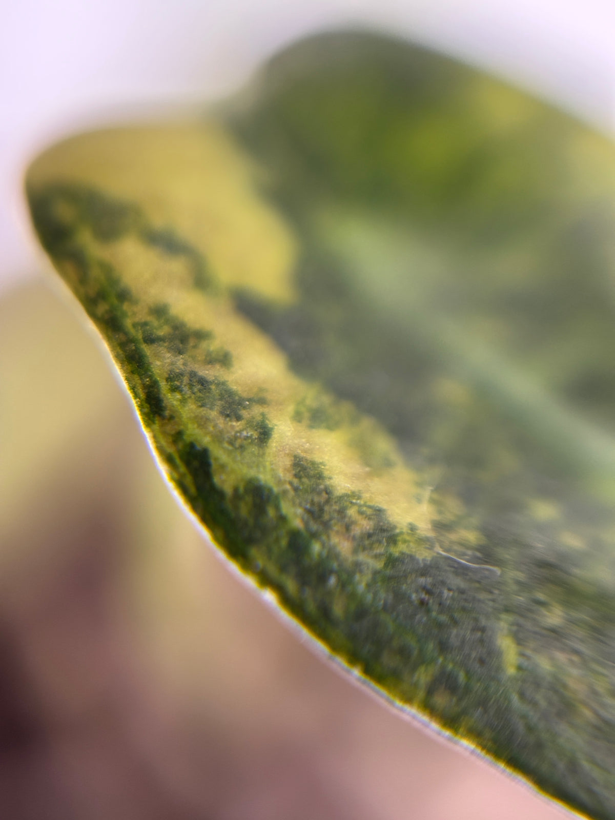 Alocasia Bambino Aurea Variegated #2 exact plant photo 6