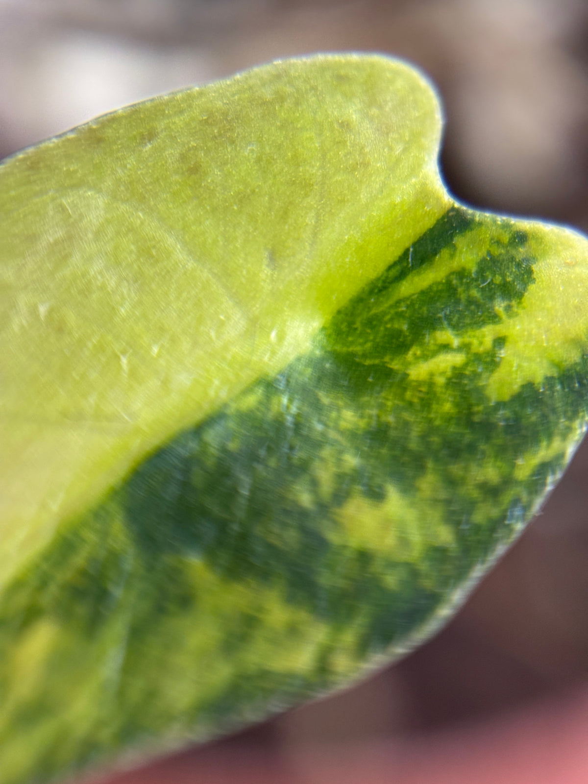 Alocasia Bambino Aurea Variegated #2 exact plant photo 8