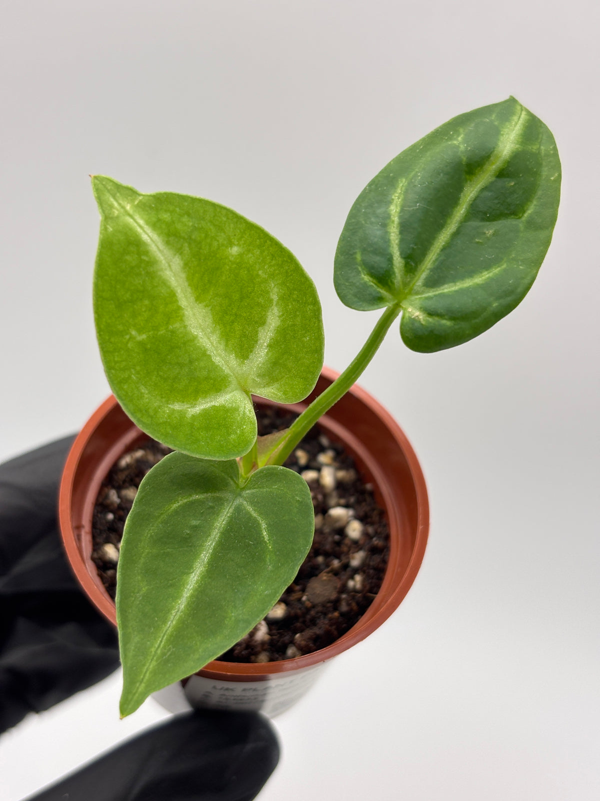 Anthurium Red Crystallinum x Dorayaki #6 exact plant photo 2