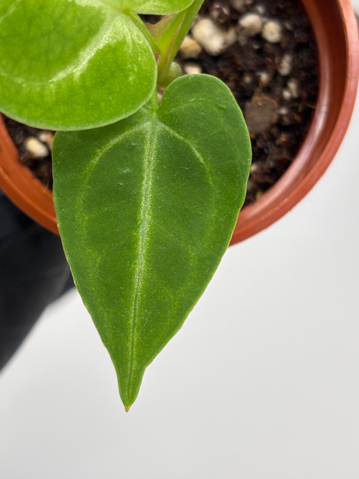 Anthurium Red Crystallinum x Dorayaki #6 exact plant photo 3
