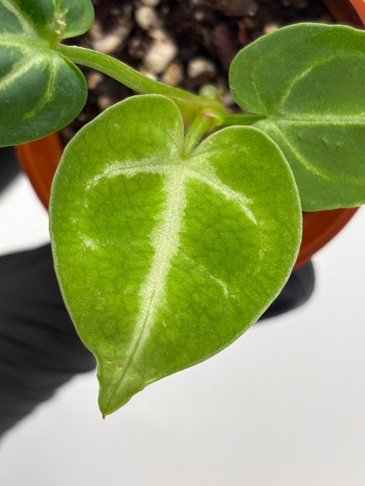 Anthurium Red Crystallinum x Dorayaki #6 exact plant photo 4