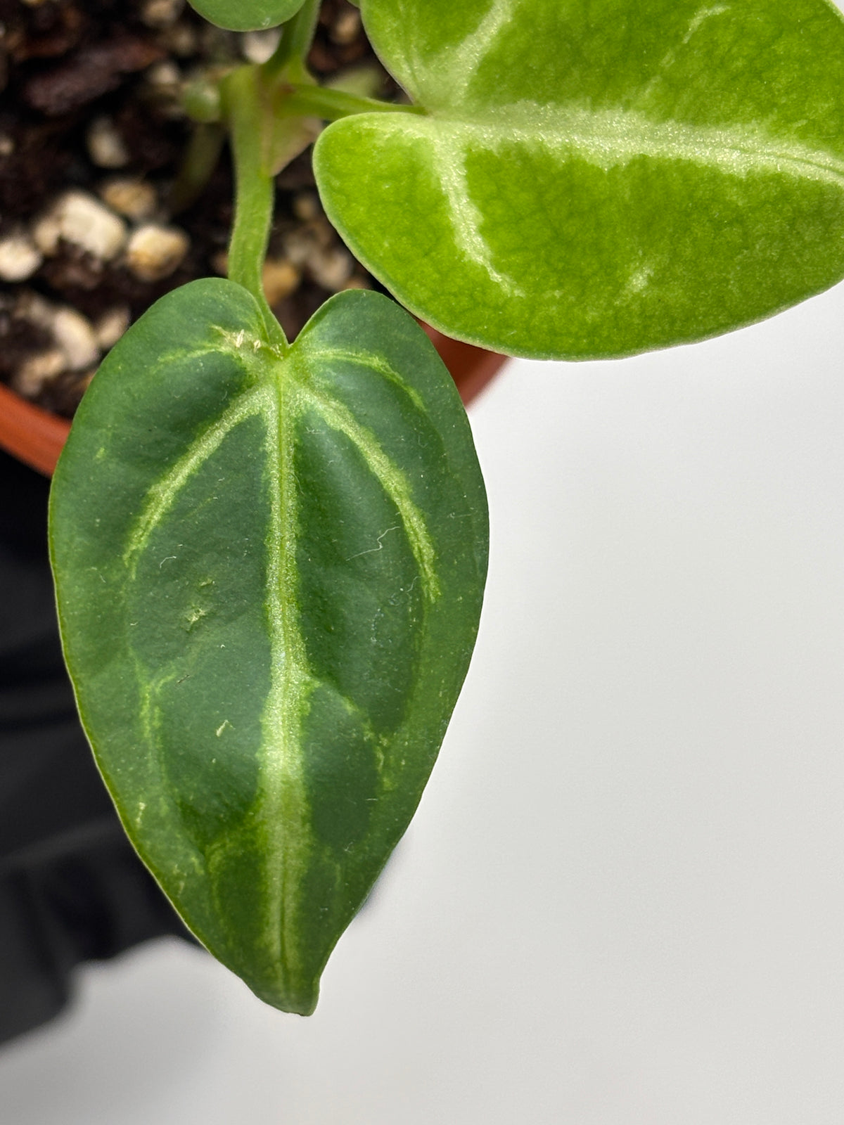 Anthurium Red Crystallinum x Dorayaki #6 exact plant photo 5