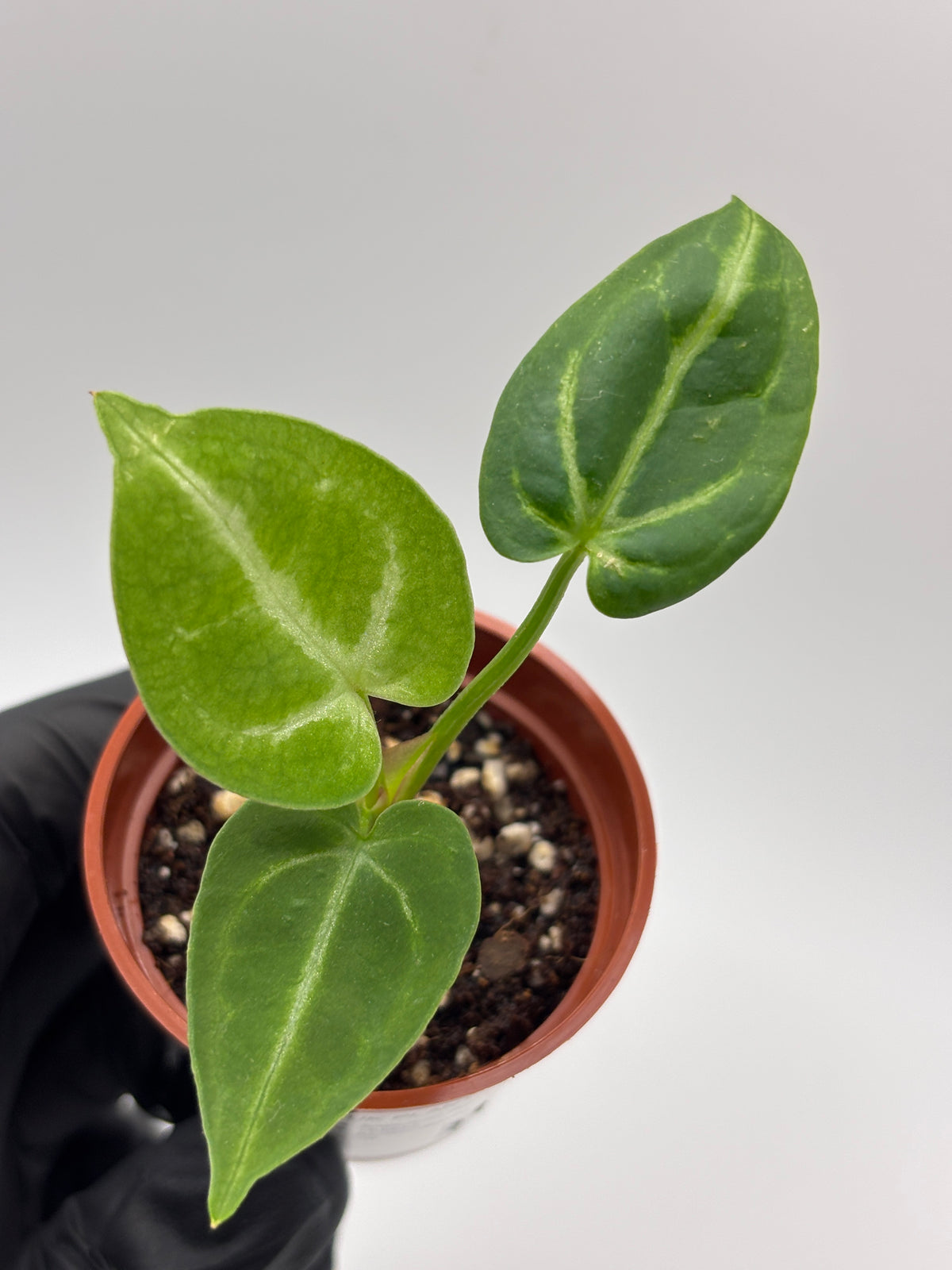 Anthurium Red Crystallinum x Dorayaki #6 exact plant photo 6