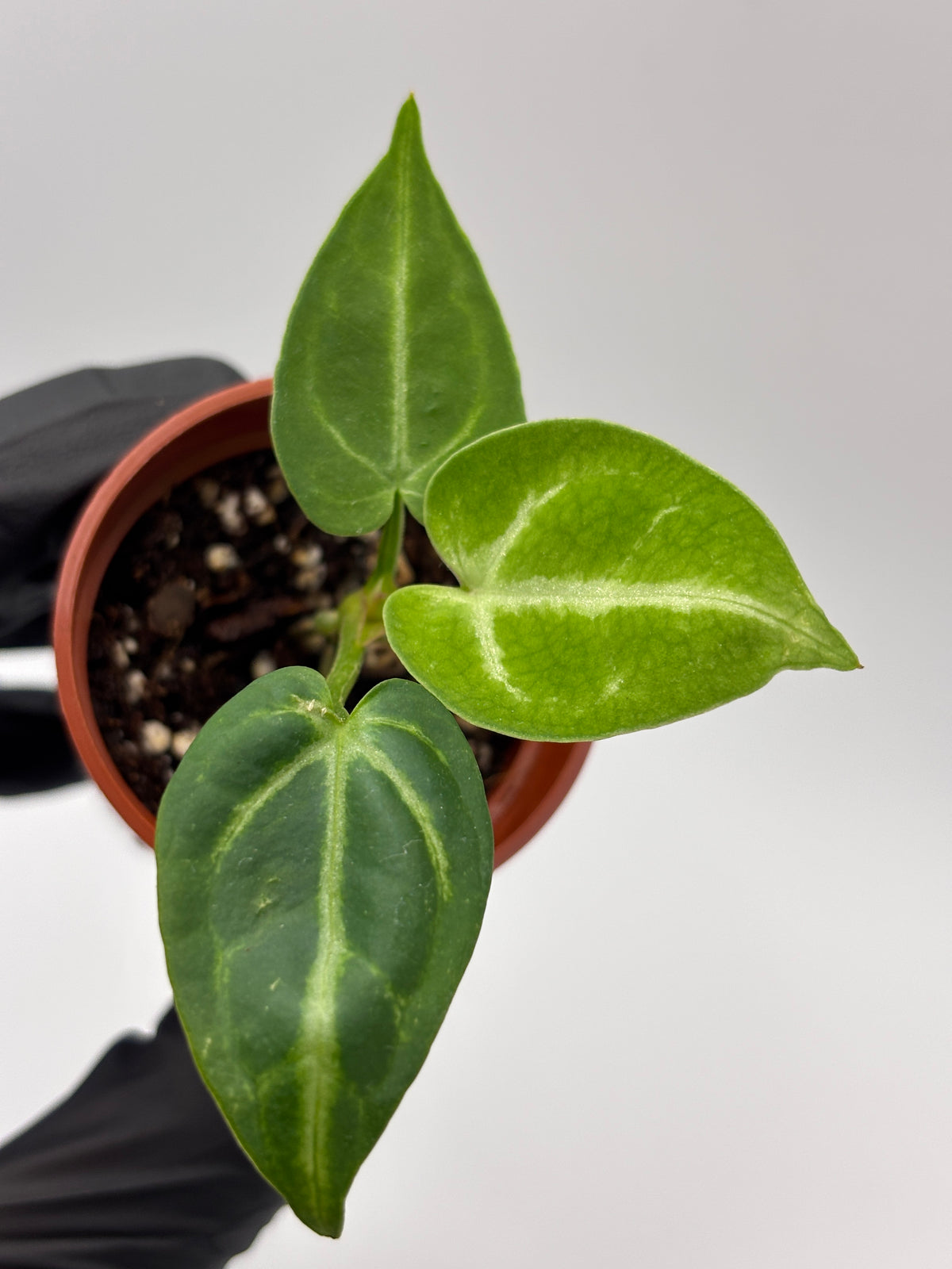 Anthurium Red Crystallinum x Dorayaki #6 exact plant photo 7