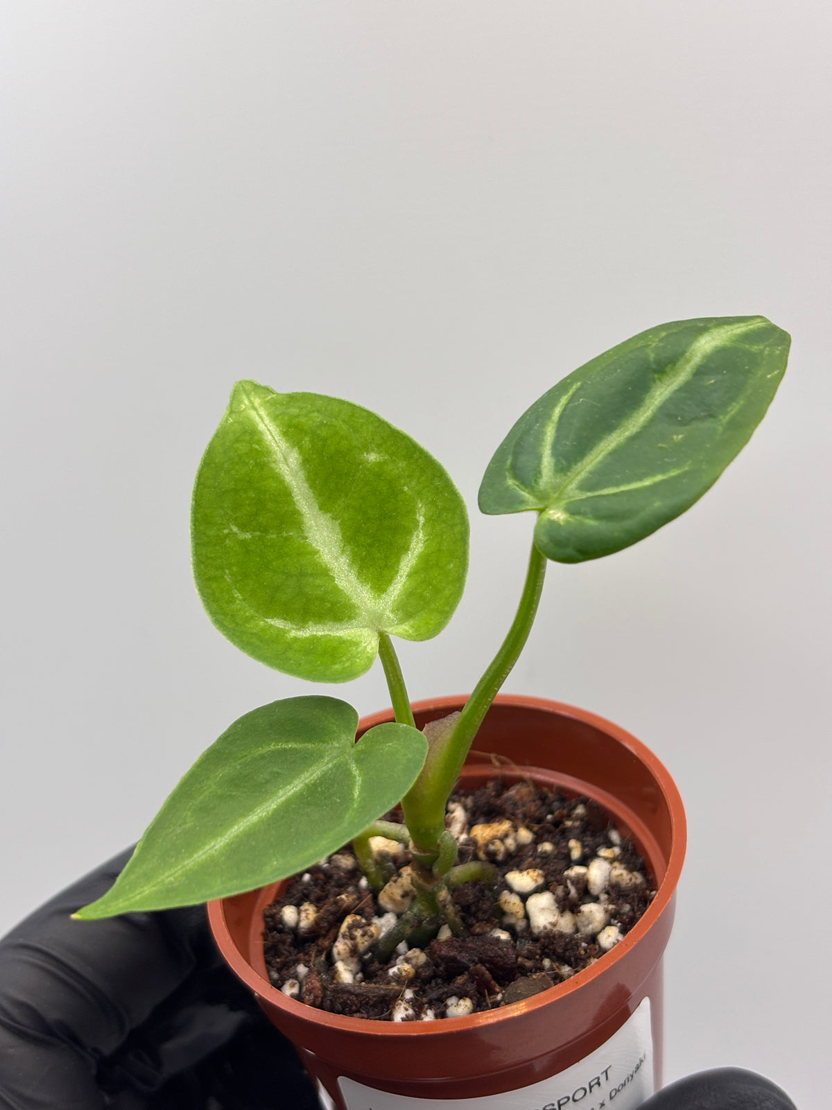 Anthurium Red Crystallinum x Dorayaki #6 exact plant photo 8