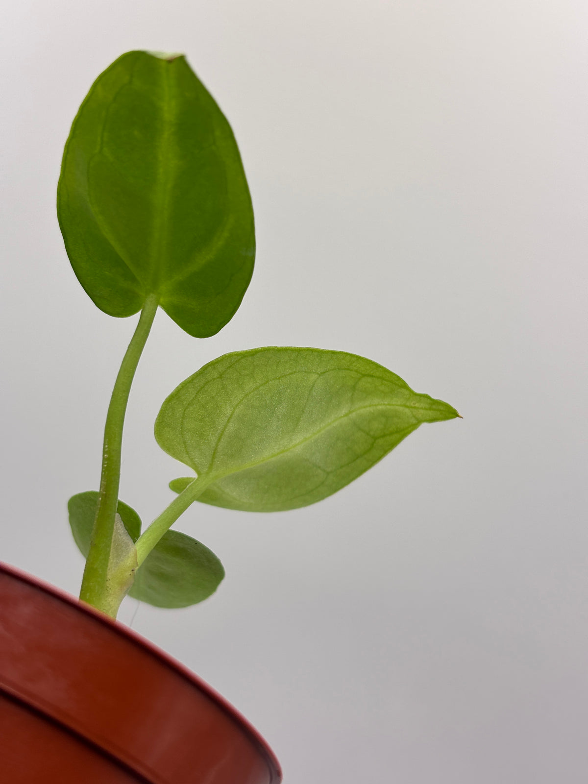Anthurium Red Crystallinum x Dorayaki #6 exact plant photo 9