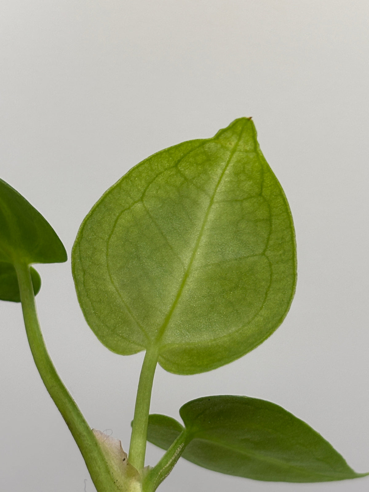 Anthurium Red Crystallinum x Dorayaki #6 exact plant photo 10