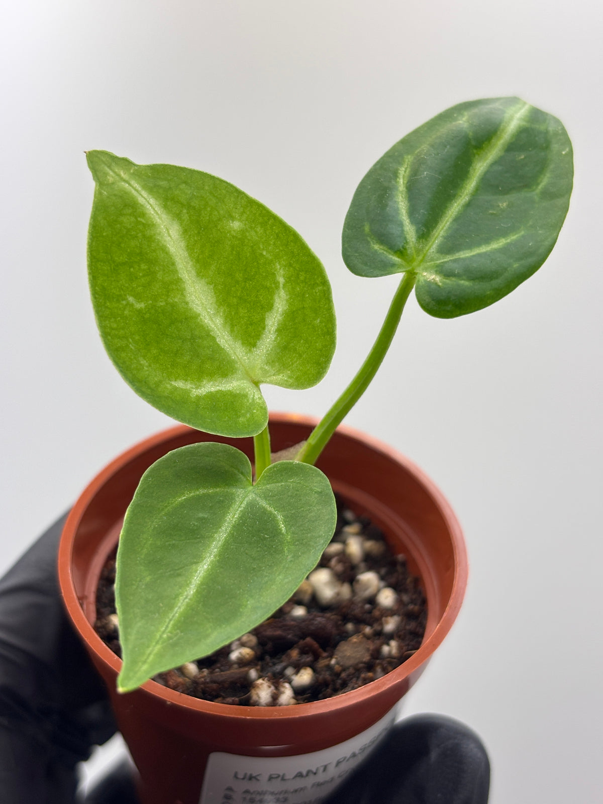Anthurium Red Crystallinum x Dorayaki #6 exact plant photo 11