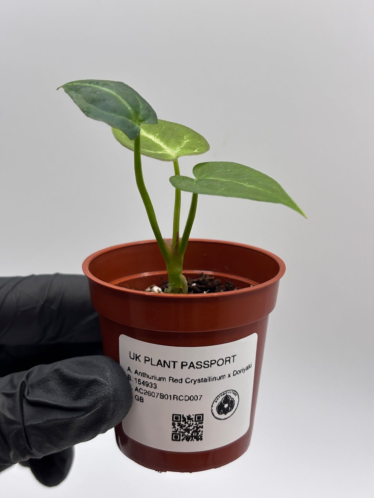 Anthurium Red Crystallinum x Dorayaki #7 exact plant photo 9
