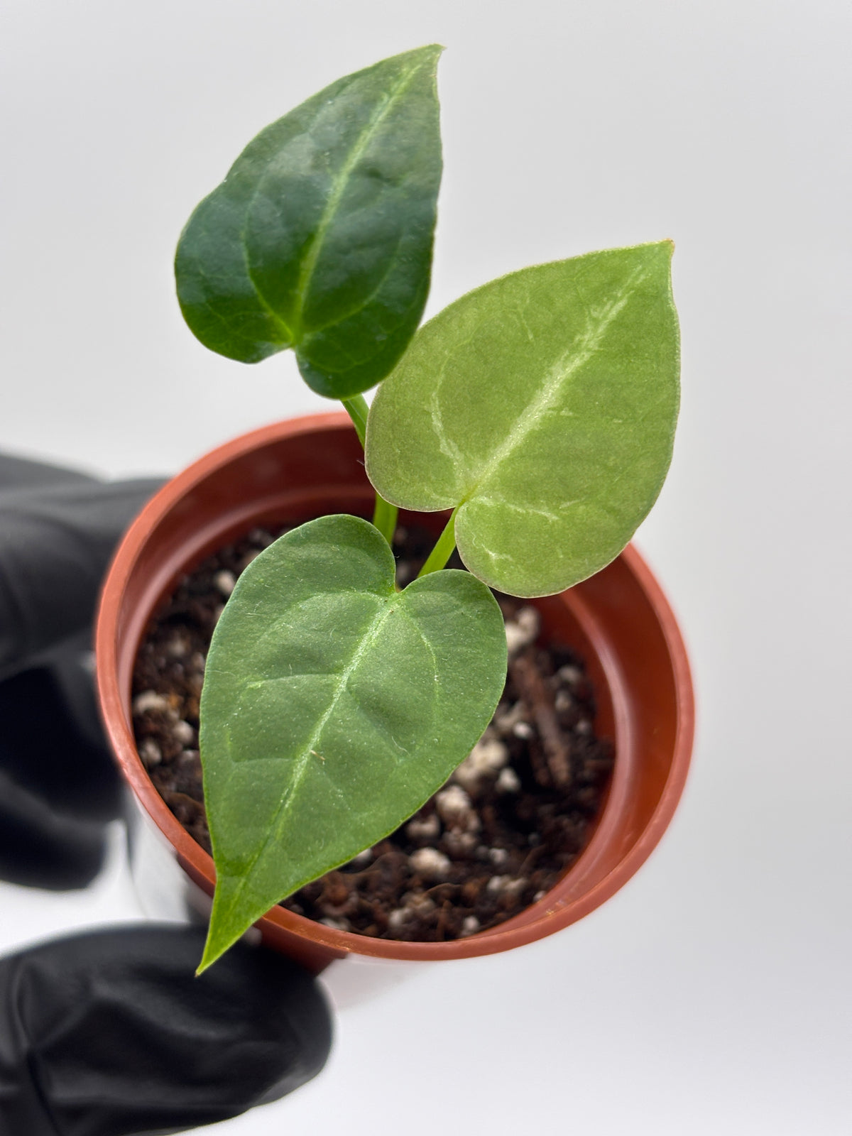 Anthurium Red Crystallinum x Dorayaki #7 exact plant photo 8