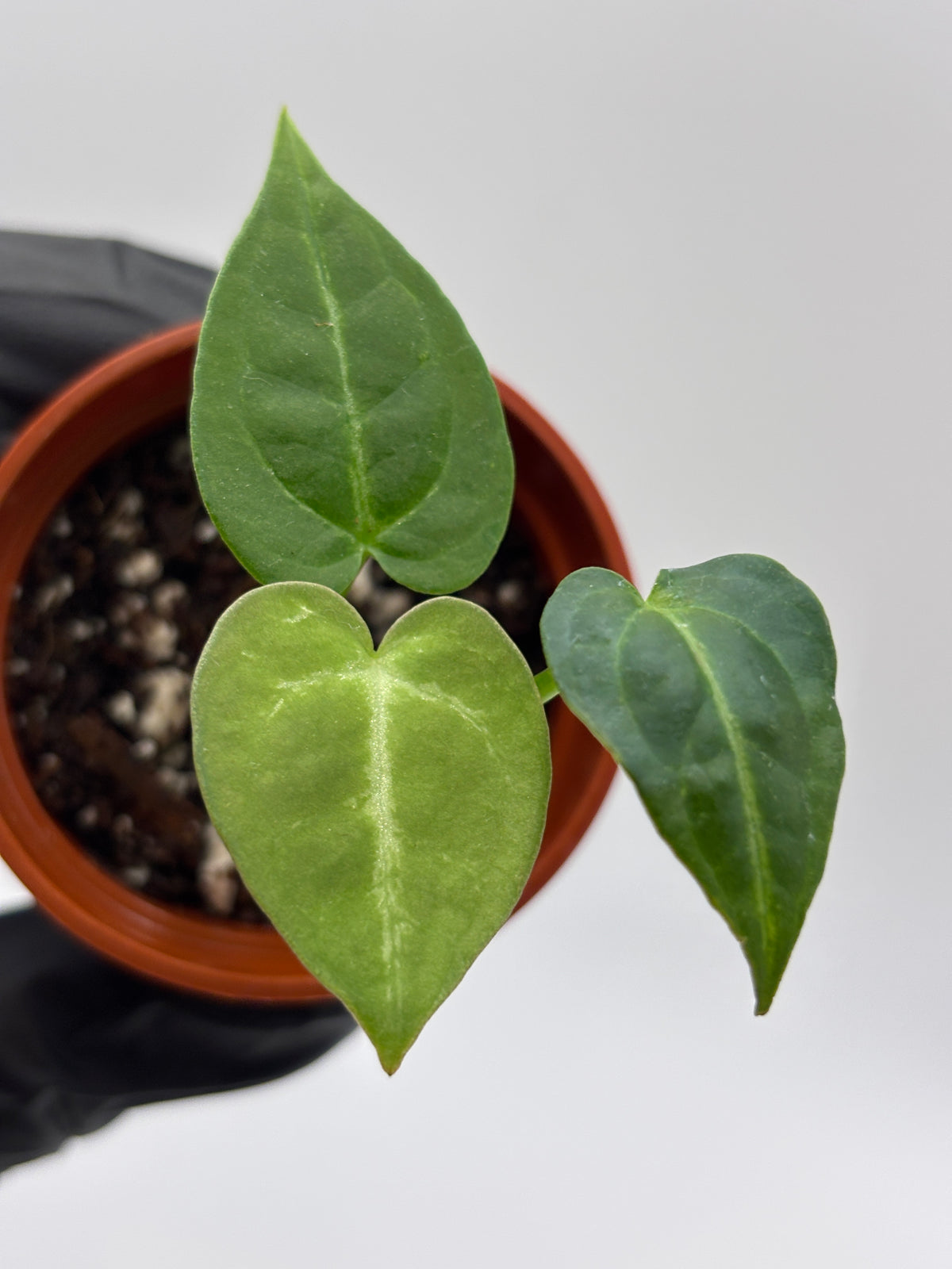Anthurium Red Crystallinum x Dorayaki #7 exact plant photo 3
