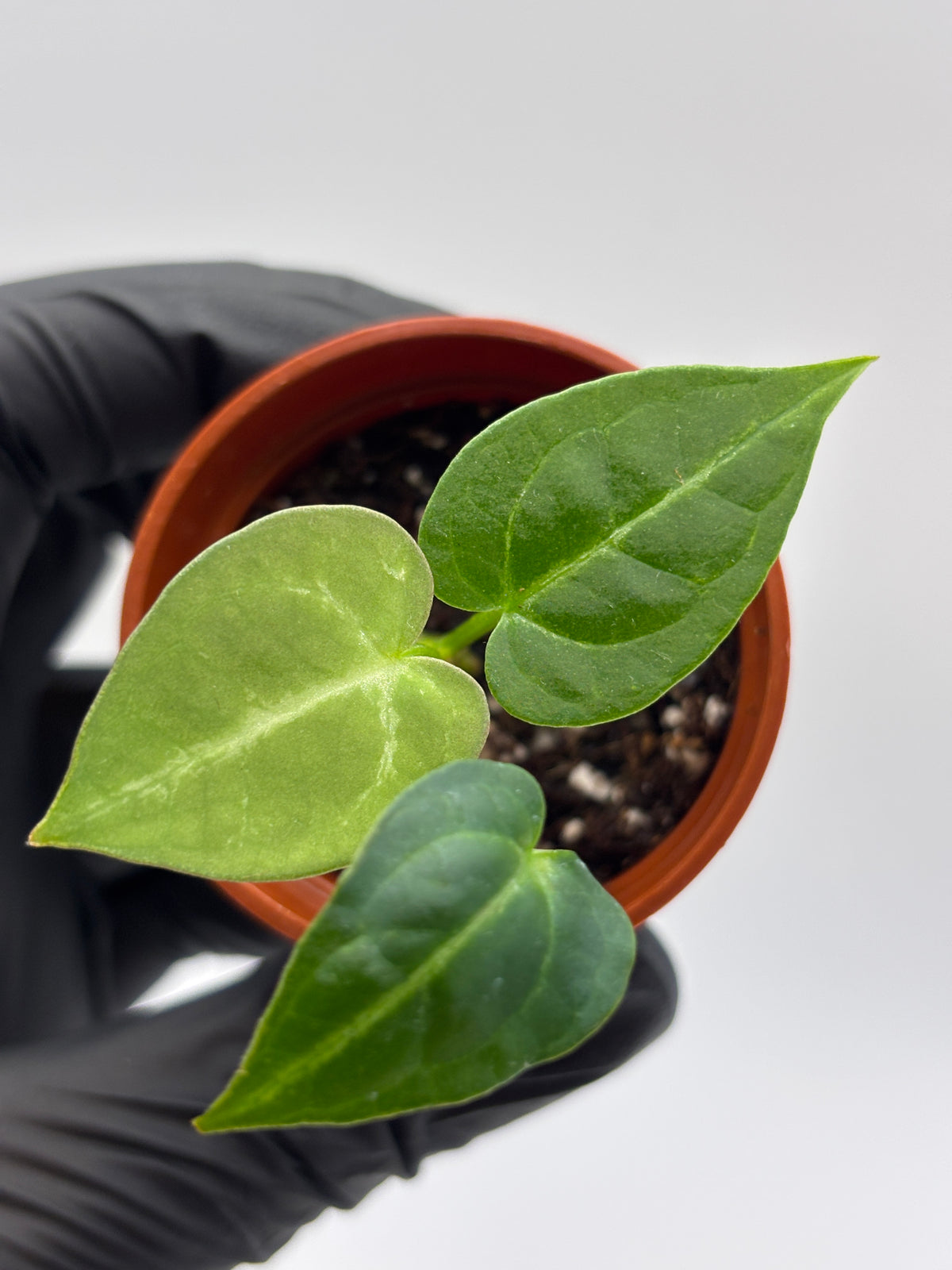 Anthurium Red Crystallinum x Dorayaki #7 exact plant photo 4
